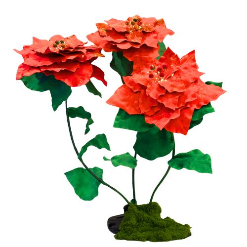 цветы1 Poinsettias Géantes – Image 1
